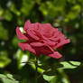 Rose 5-19-10