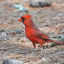 Proud Cardinal 6-2-10