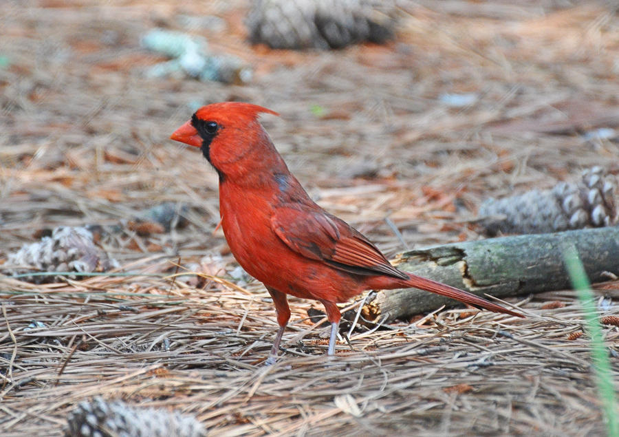 Proud Cardinal 6-2-10