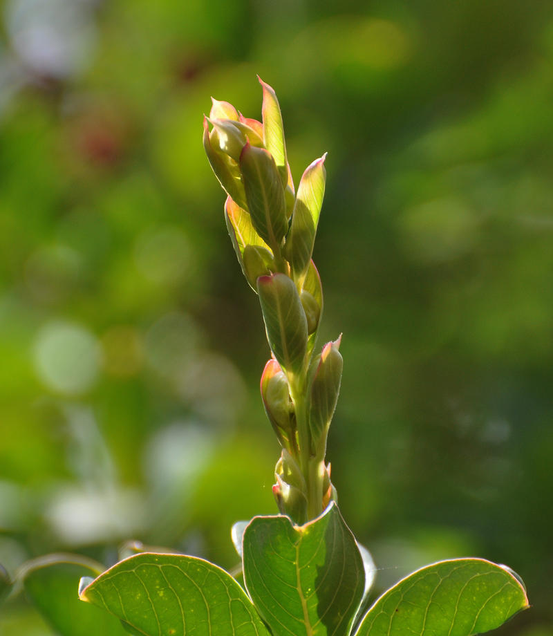 Leaf Birth