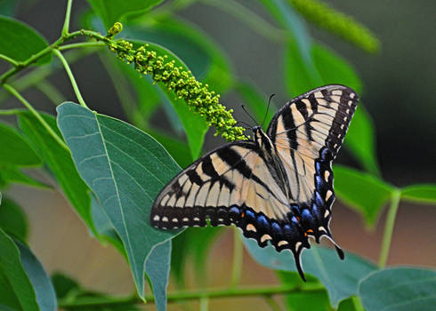 Backyard Butterfly 2