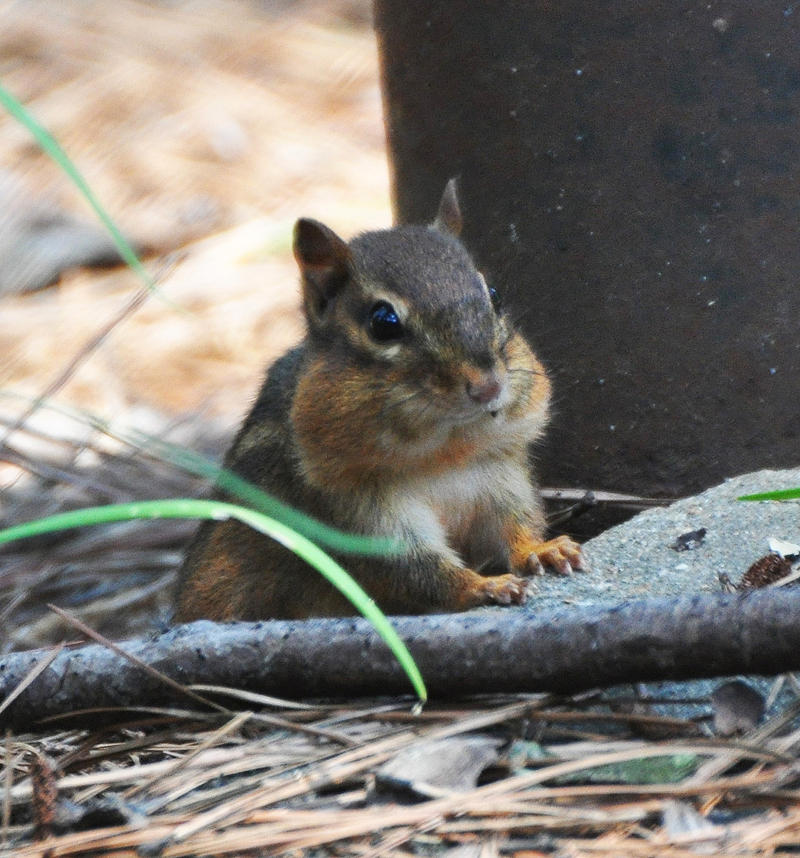 Chubby Cheeks Chippy