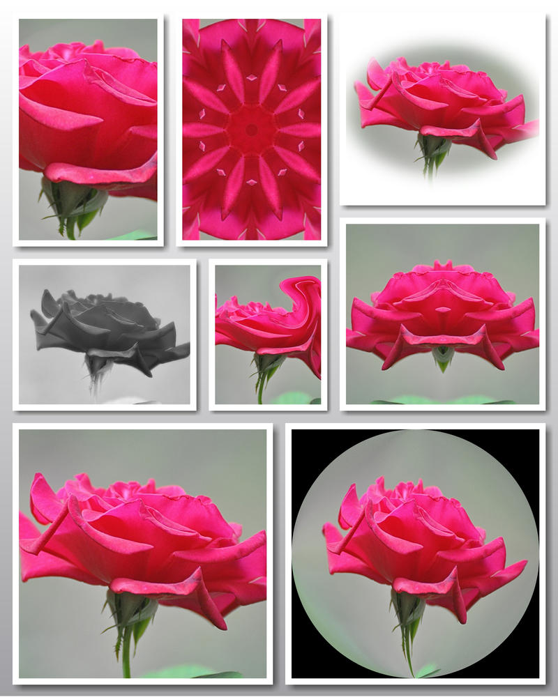 Just a Single Rose Collage