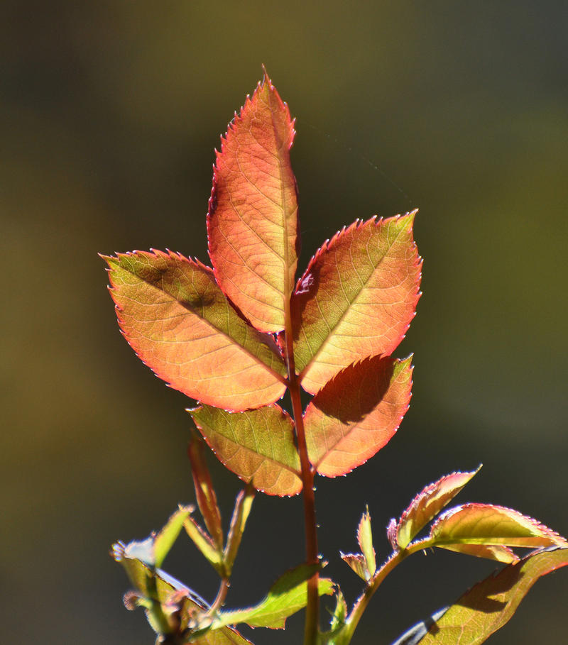 Fall Leave Roses Fall Rose Leaves by Tailgun2009 on DeviantArt