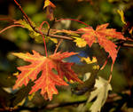 Fall Leaves 11-5-10 by Tailgun2009