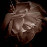 Sepia Rose 11-22-10