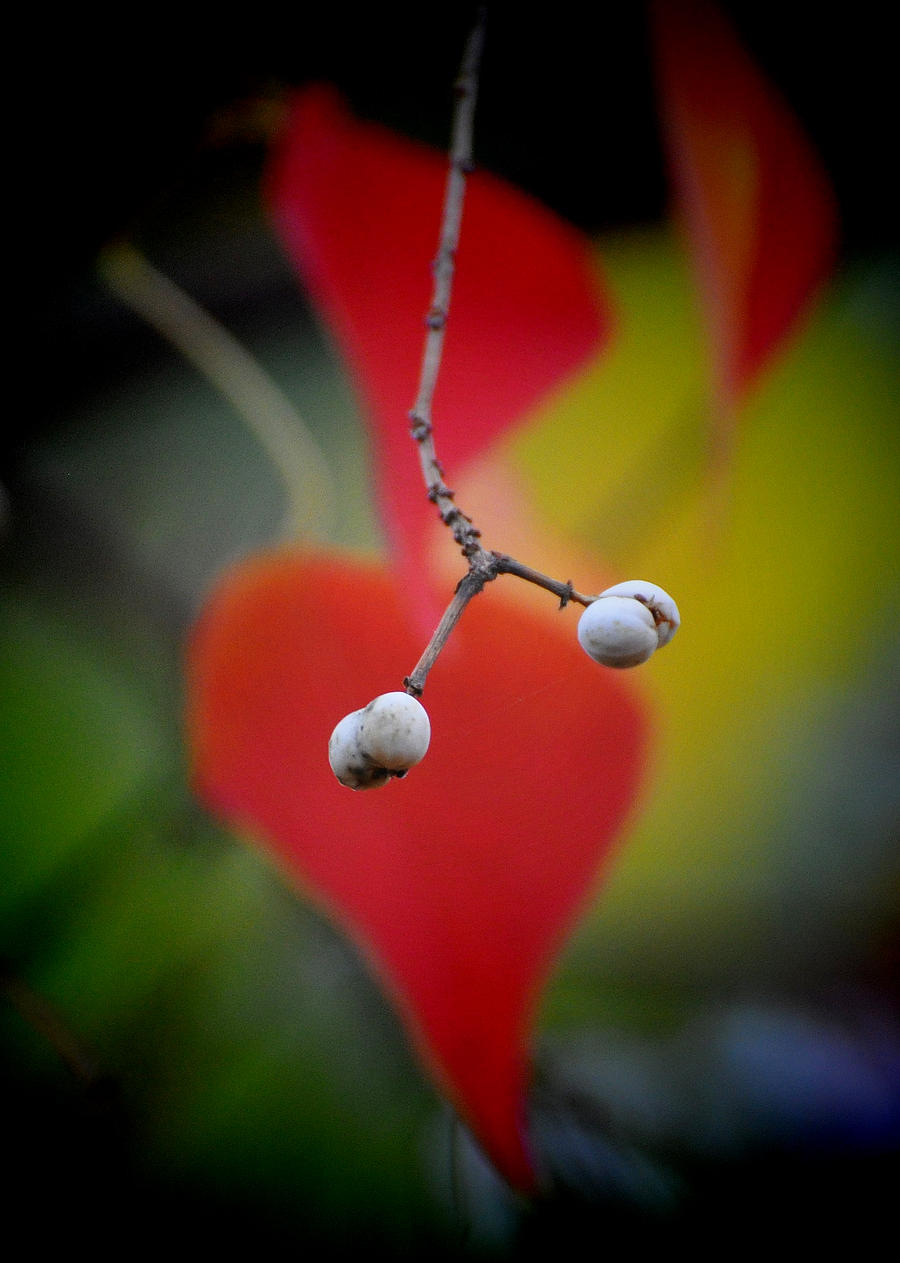 4 White Berries