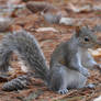 Squirrel 12-22-10