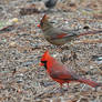 Cardinal Mates 1-5-11