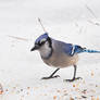 Bluejay2 in the Snow 1-11-11