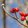 Winter Berries