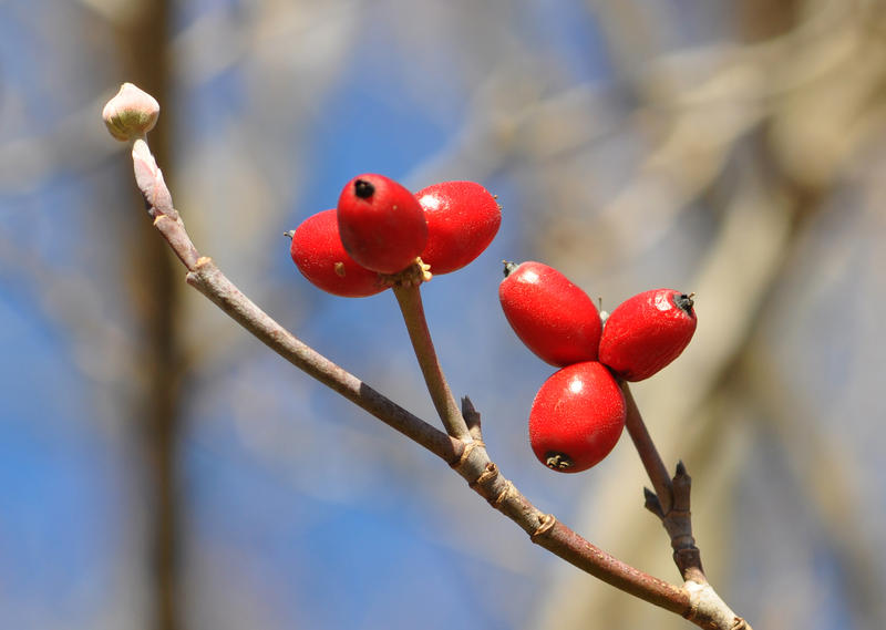 Winter Berries