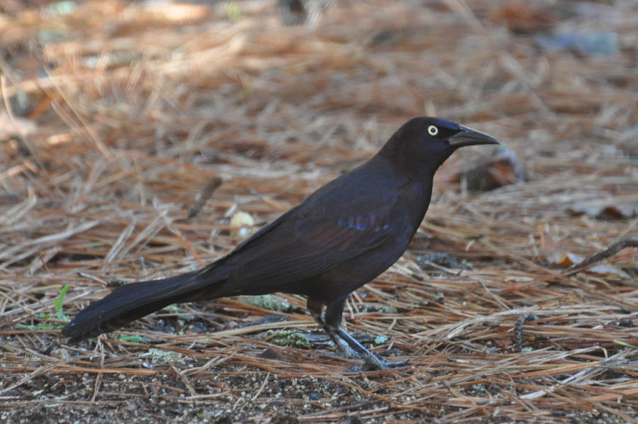 Grackle2 3-1-11