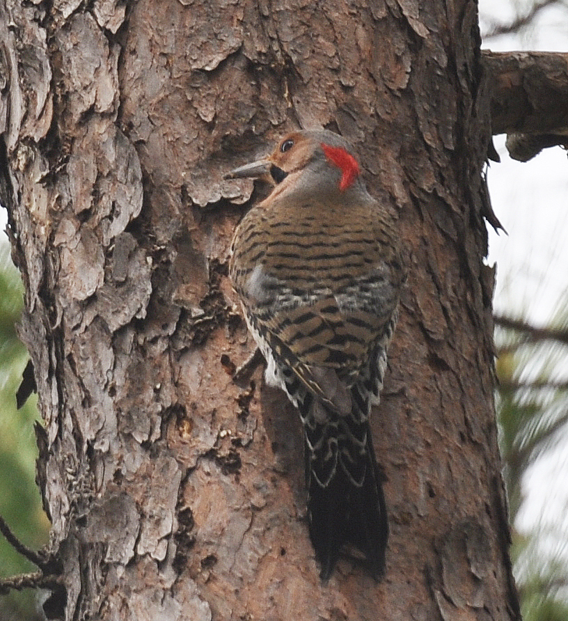 Northern Flicker