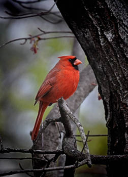 Male Cardinal 3-10-11