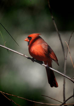 Portrait of a Cardinal 3-11-11