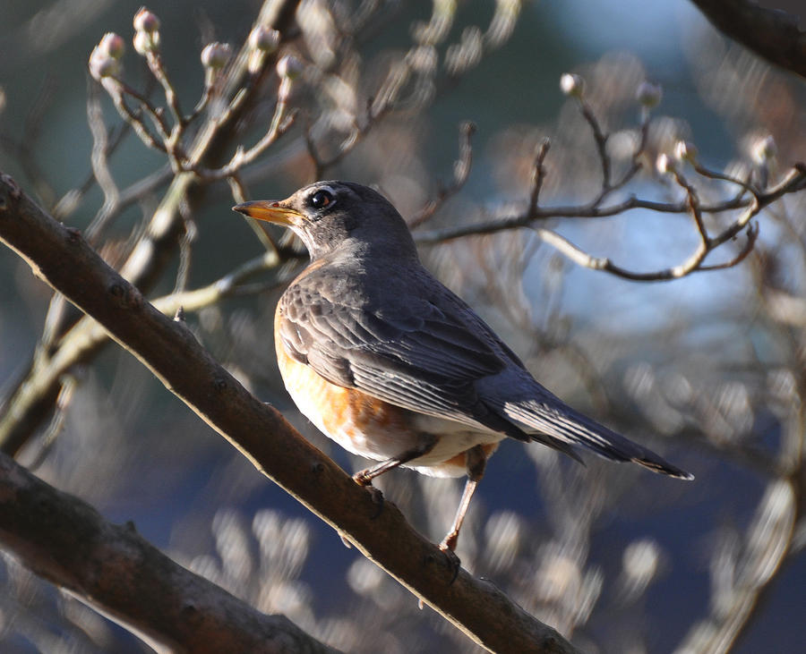 Robin enjoys a Sunrise