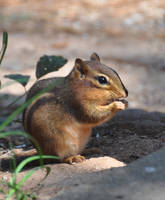 Chippy Cleaning his Tail