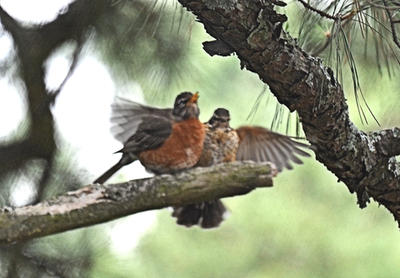 2 Robins