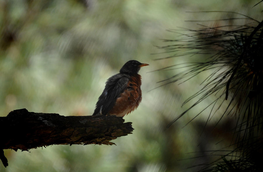 Smelling the Pine