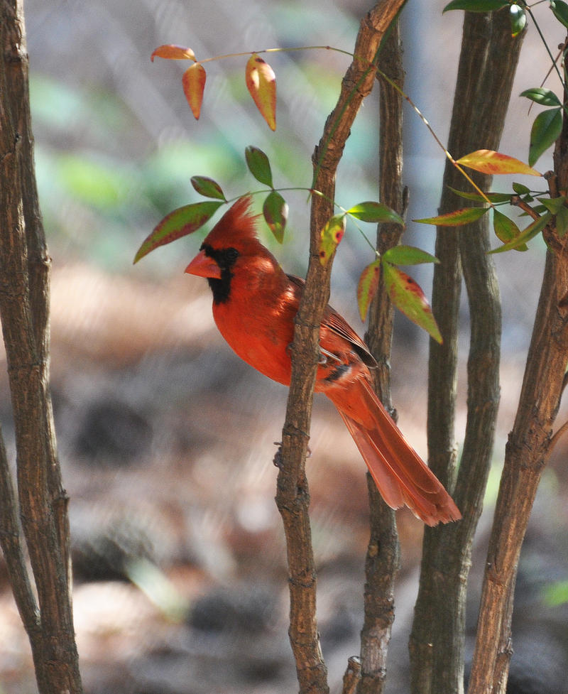 Male Cardinal 5-11-11