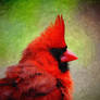 Painted Cardinal