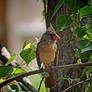 Female Cardinal 5-21-11