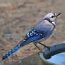 Blue Jay 6-13-11