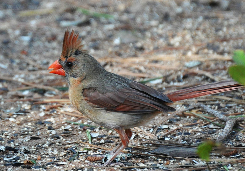 Female Cardinal 6-16-11