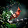 Seedy Cardinal