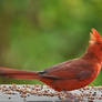 Male Cardinal 7-24-11