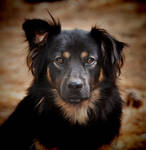 Treat Pweeze by Tailgun2009