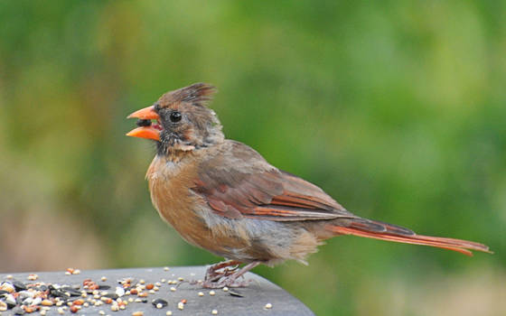 Female Cardinal 9-3-11