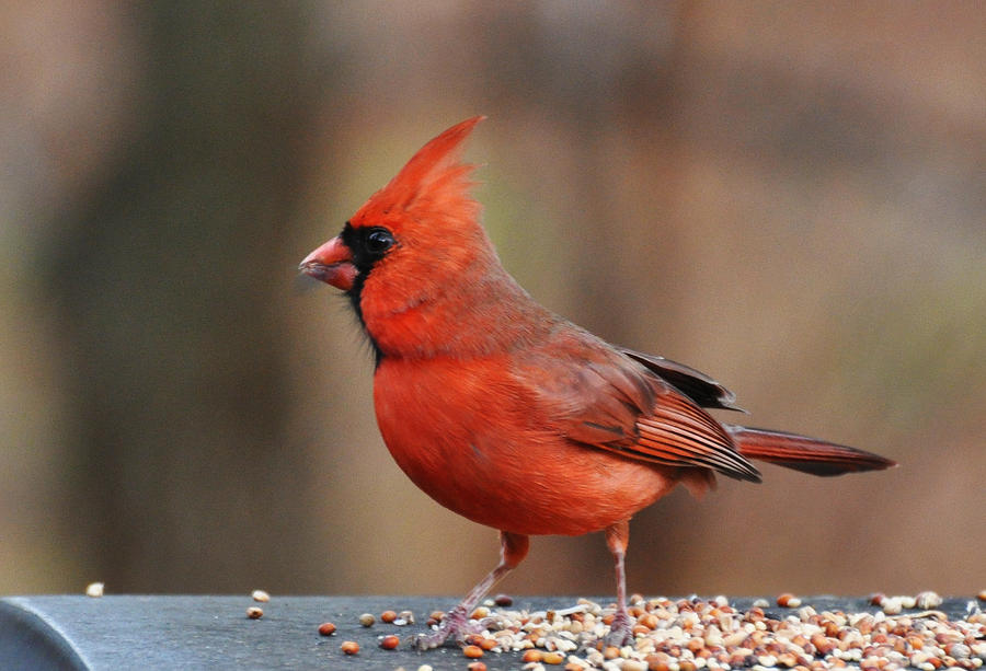 Male Cardinal 12-26-11