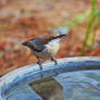 Nuthatch n Reflection