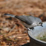 Pweese fill my water bowl