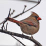 Female Cardinal 2-10-12