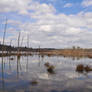 The Swamp 3-8-12