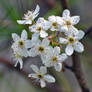 Swamp Blooms 3-14-12