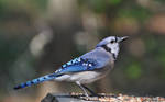 Blue Jay 4-12-12 by Tailgun2009