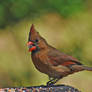 Female Cardinal 4-12-12