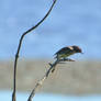 Out on a Limb