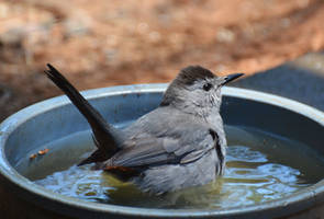 Taking a dip 5-27-12