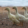 3 young quacks 5-28-12