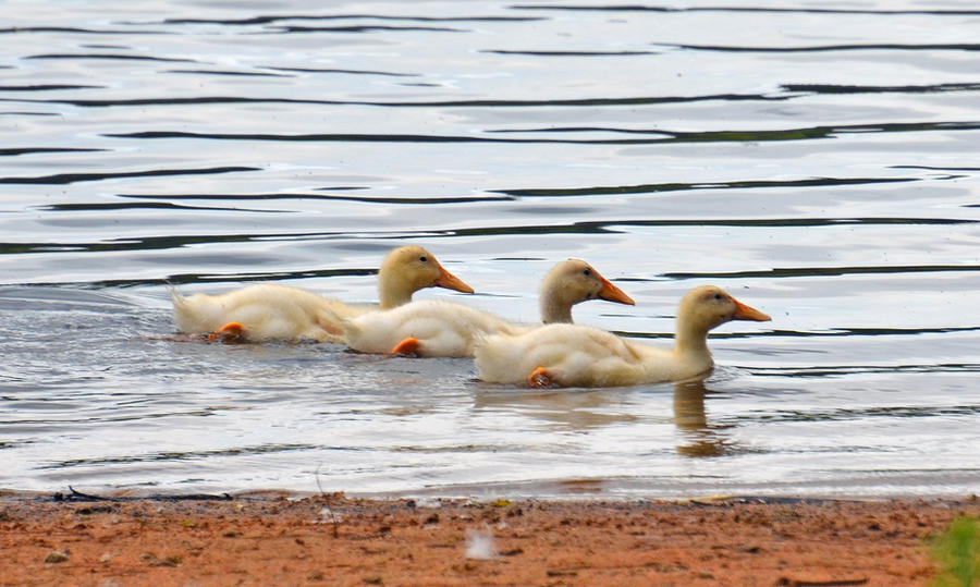 Taken a swim 5-28-12