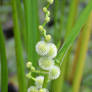 Growing in the swamp 6-3-12