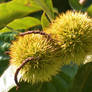 Soon to be Chestnuts