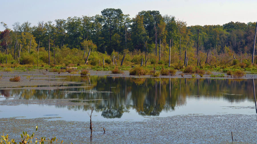 Swamp Reflections 9-26-12