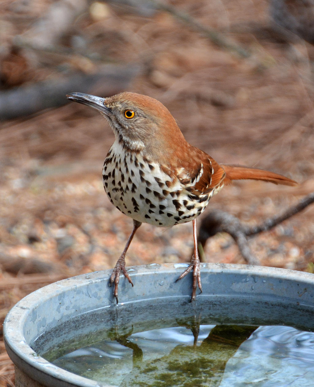 A Bird 3-17-13