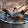 A Robin on Spring Break 3-17-13